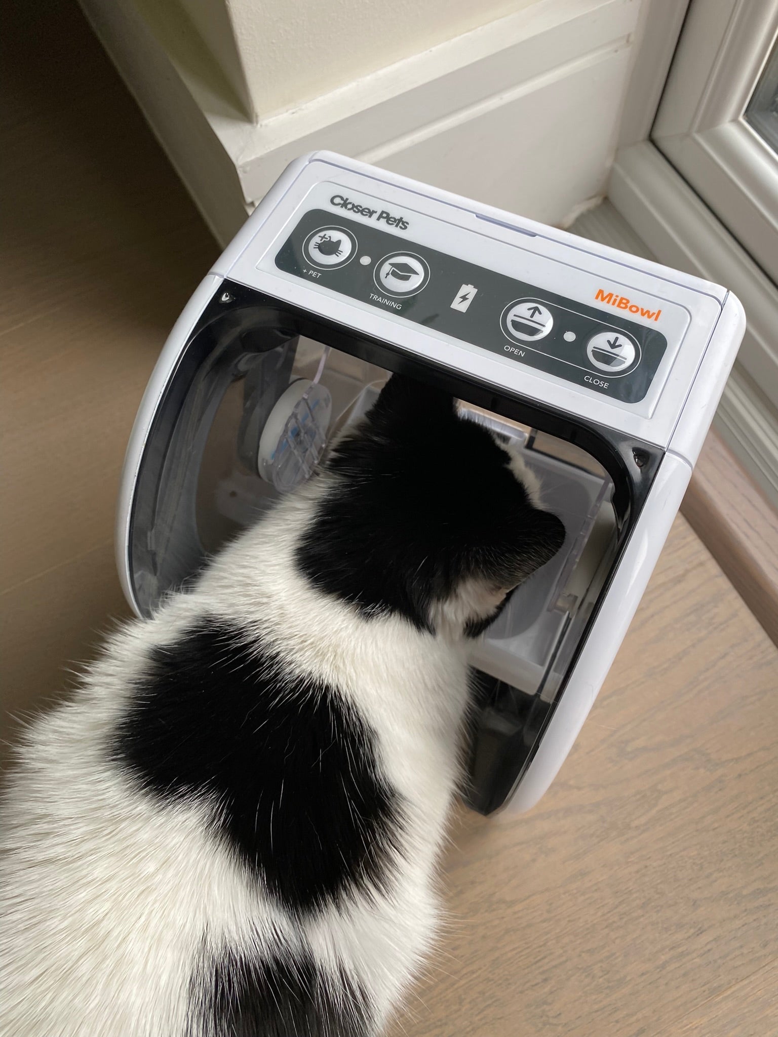 Magnetic cat feeder best sale