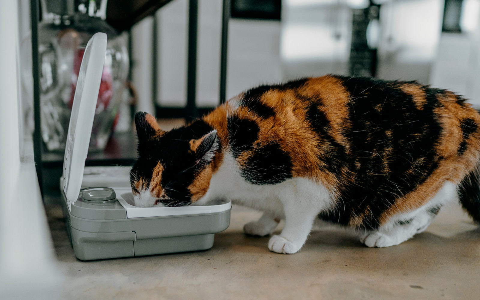 Double best sale cat feeder